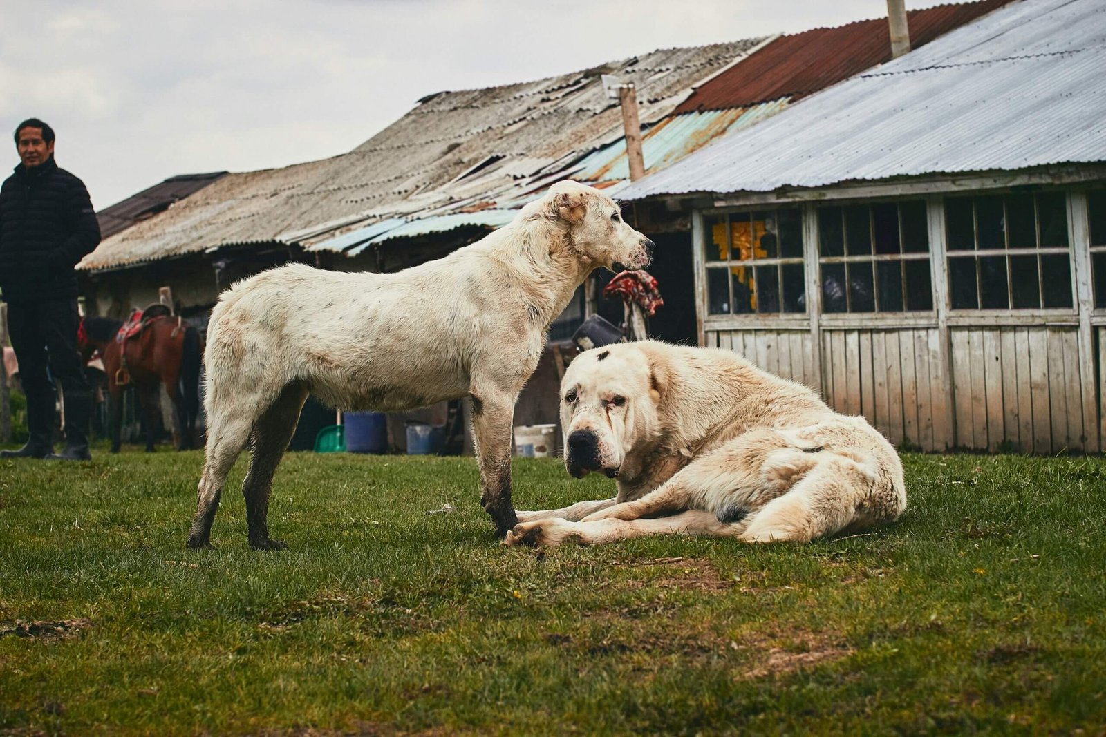 The Ultimate Guide to Dog-Friendly Hotels in Pennsylvania for Large Breed Dogs