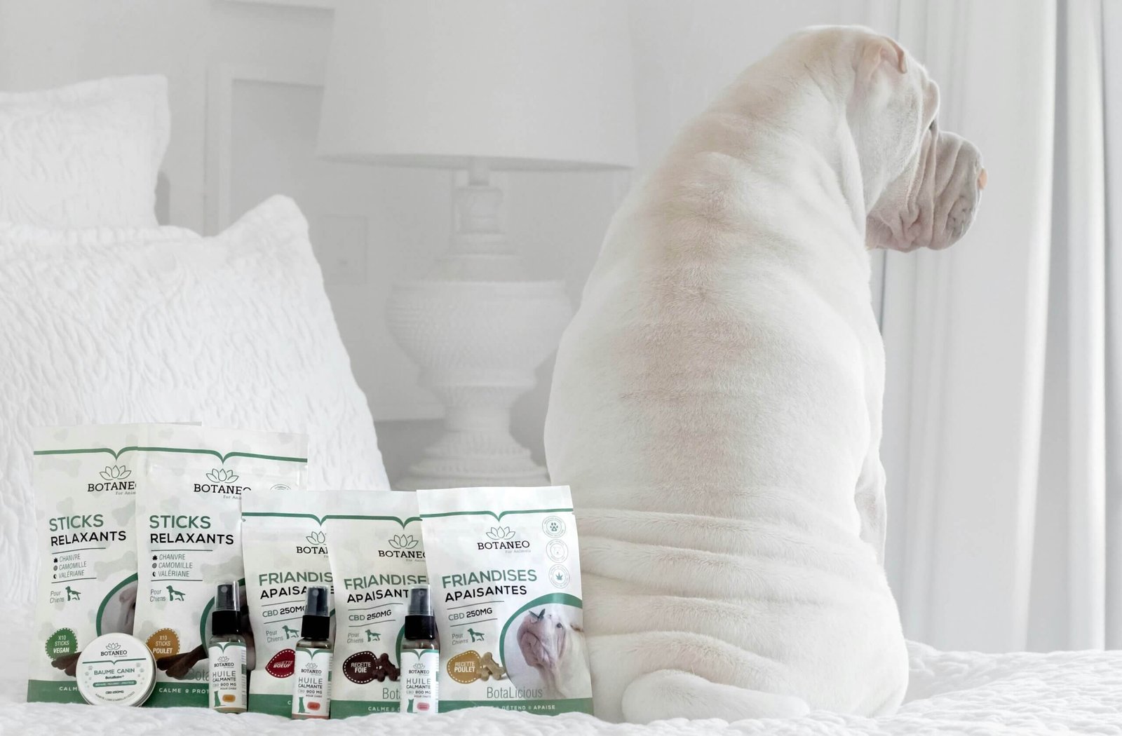 Where to Stay with Dogs in Los Angeles: A Guide for Dog Lovers