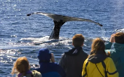 Great Alaska Adventures